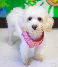 Poodle (Miniature)-Unknown Mix Dogs for adoption in Birdsboro, PA, USA