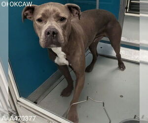 Mutt Dogs for adoption in Oklahoma City, OK, USA