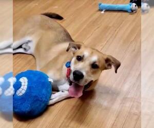 Labrador Retriever Dogs for adoption in Pendleton, NY, USA