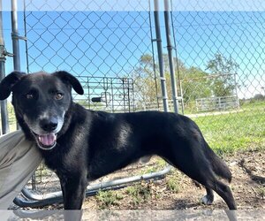 Border Collie-Unknown Mix Dogs for adoption in Pryor, OK, USA