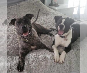 Labrador Retriever Dogs for adoption in Mooresville, IN, USA
