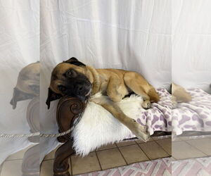 Mastiff-Unknown Mix Dogs for adoption in Goodyear, AZ, USA