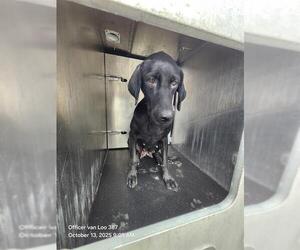 Labrador Retriever-Unknown Mix Dogs for adoption in San Antonio, TX, USA