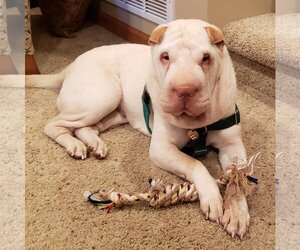 Chinese Shar-Pei Dogs for adoption in St. Louis Park, MN, USA