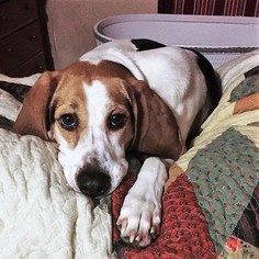 Treeing Walker Coonhound Dogs for adoption in Binghamton, NY, USA