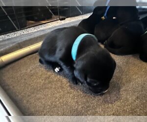 Labrador Retriever-Unknown Mix Dogs for adoption in Las Vegas, NV, USA