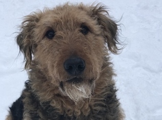 Airedale Terrier Dogs for adoption in Polson, MT, USA