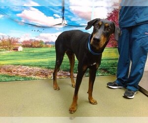 Doberman Pinscher Dogs for adoption in Moreno Valley, CA, USA