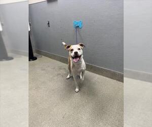 Mutt Dogs for adoption in Las Vegas, NV, USA