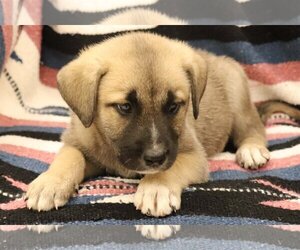 Mutt Dogs for adoption in Webster, WI, USA