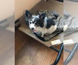 Chihuahua Dogs for adoption in Rootstown, OH, USA