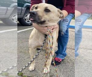 German Shepherd Dog-Unknown Mix Dogs for adoption in Stockton, CA, USA