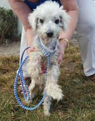 Maltese Dogs for adoption in Maquoketa, IA, USA