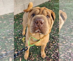 Mutt Dogs for adoption in Lakewood, CO, USA