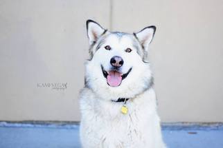 Alaskan Malamute Dogs for adoption in Salt Lake City, UT, USA