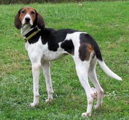 Coonhound Dogs for adoption in Batavia, OH, USA