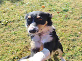 Medium Photo #1 Border Collie Puppy For Sale in Lufkin, TX, USA