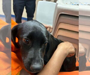 Mutt Dogs for adoption in Elmsford, NY, USA