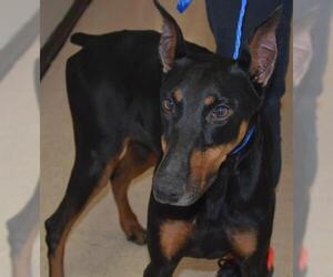 Doberman Pinscher Dogs for adoption in Olathe, KS, USA