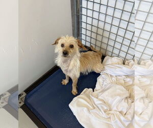 Mutt Dogs for adoption in Chico, CA, USA