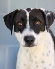 Chipin Dogs for adoption in Smyrna, GA, USA