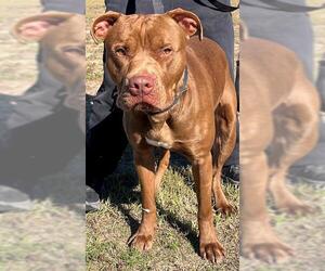 American Pit Bull Terrier-Unknown Mix Dogs for adoption in Augusta, GA, USA