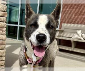 Siberian Husky-Unknown Mix Dogs for adoption in Pueblo, CO, USA