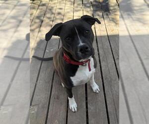 American Staffordshire Terrier-Unknown Mix Dogs for adoption in San Antonio, TX, USA