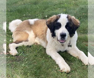 Saint Bernard-Unknown Mix Dogs for adoption in Greenville, SC, USA