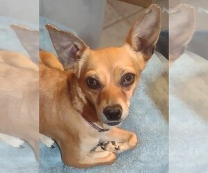 Chihuahua Dogs for adoption in Chandler, AZ, USA