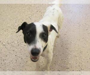Jack Russell Terrier Dogs for adoption in York, SC, USA
