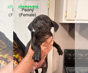 Mutt Dogs for adoption in Evansville, IN, USA