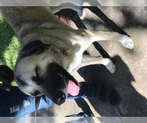 Anatolian Shepherd-Unknown Mix Dogs for adoption in Lorena, TX, USA