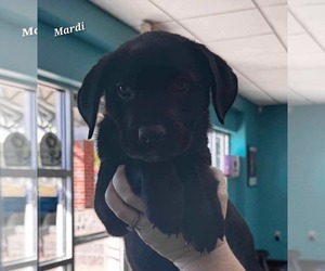 Catahoula Leopard Dog-Labrador Retriever Mix Dogs for adoption in Oakhurst, NJ, USA