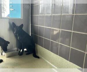 Shollie Dogs for adoption in San Martin, CA, USA