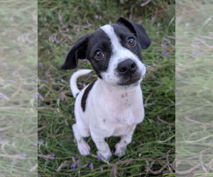 Mutt Dogs for adoption in Davis, CA, USA