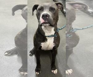 American Pit Bull Terrier Dogs for adoption in Forestville, MD, USA