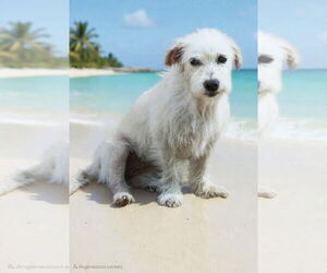 Mutt Dogs for adoption in Gulfport, MI, USA