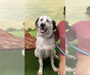 Great Pyrenees-Unknown Mix Dogs for adoption in Euless, TX, USA