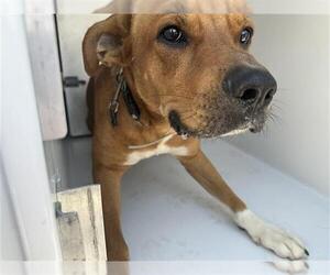 American Pit Bull Terrier-Labrador Retriever Mix Dogs for adoption in Houston, TX, USA