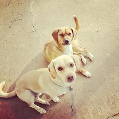Basset Hound-Labrador Retriever Mix Dogs for adoption in Huntsville, AL, USA