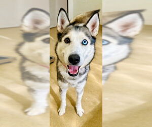 Siberian Husky Dogs for adoption in Derwood, MD, USA