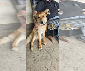 Mutt Dogs for adoption in Calgary, Alberta, Canada