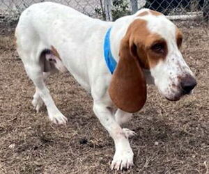 Basset Hound Dogs for adoption in Deepwater, NJ, USA