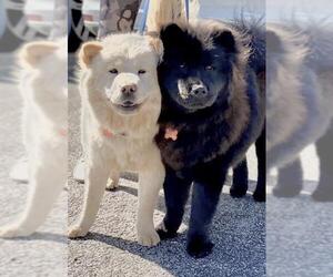 Chow Chow Dogs for adoption in Alexandria, VA, USA