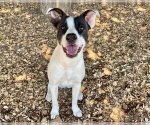 Catahoula Leopard Dog-Unknown Mix Dogs for adoption in Santa Cruz, CA, USA