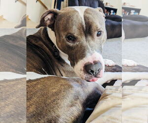 American Pit Bull Terrier-American Staffordshire Terrier Mix Dogs for adoption in Princeton, MN, USA