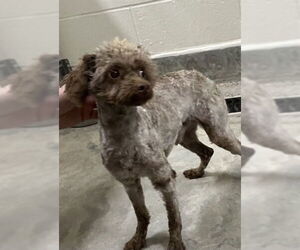 Poodle (Miniature)-Unknown Mix Dogs for adoption in Jackson, CA, USA