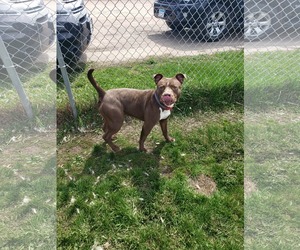 American Pit Bull Terrier Dogs for adoption in Detroit Lakes, MN, USA