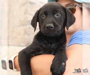 Labrador Retriever-Unknown Mix Dogs for adoption in Washington, DC, USA